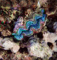 a clam on a coral reef