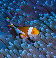 orange clown fish in blue anenome