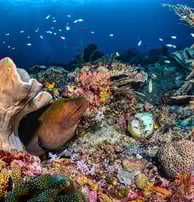EEL COMING OUT OF THE CORAL