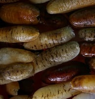 Wet trepangs (sea cucumbers) selected by Madopex, Madagascar's leader in seafood exports.