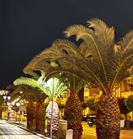 a street scene with palm trees and a street light