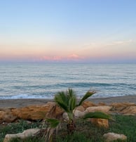 a palm tree on a beach with a sunset