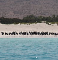 Socotra cormorant bird in shaop beach