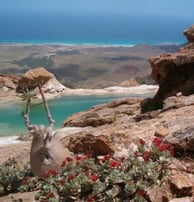 Socotra homhil 