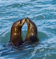 Sea lions near La Jolla, CA 