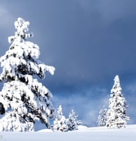 Snowscape near Mammoth Lakes, CA on New Year's Day 2023 after a big snowstorm