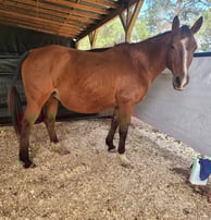 Pregnant momma
