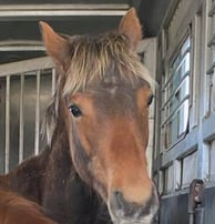 2024 AQHA Lookin at a Silver