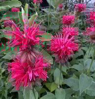 Bee balm is a favorite of butterflies and bees.