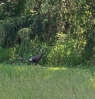 Turkey Mama zoomed