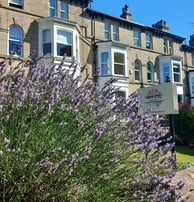 Blooming Lavender