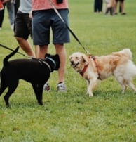 Pet-friendly Community