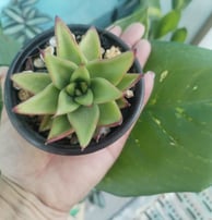 Conexión y propósito. En tus manos la acción consciente de cuidar.