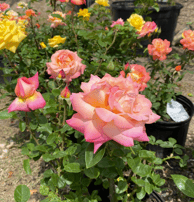 Tropical Gardens Nursery