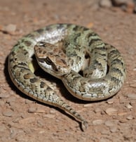 A close-up of a green snake, highlighted against a dark background, with intricate scale patterns visible on its head and body.