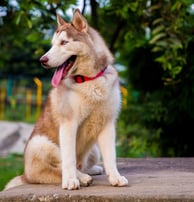 a dog sitting on a concrete bench in a park