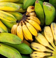 La banane authentique africaine non génétiquement modifiée