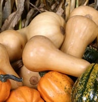 Courges mûrs utilisées pour la fabrication des pôts pour conserver ou boire notre vin de banane afro