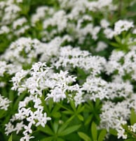 Woodruff in flower