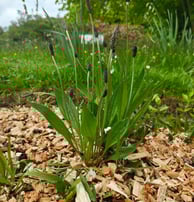 ribwort plantain, tall, long and narrow leaves