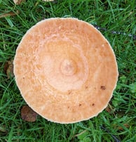Saffron milkscap mushroom, topdown image