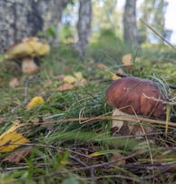 Two cep mushrooms, one in the fore and one in the back
