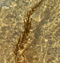 Japanese wire weed in the water