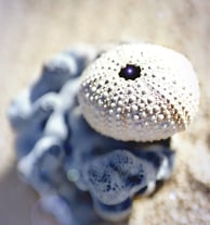 Produits Phytoceane - cosmétique marine et naturelle pour une peu éclatante