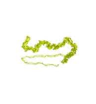 Ulva intestinalis