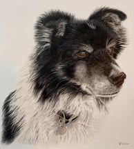 Realistic coloured pencil drawing of a border collie