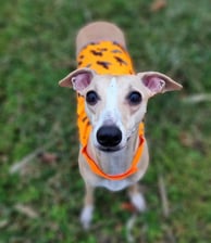 whippet en balade avec son gilet pour la chasse