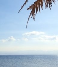 a palm tree with a beach 