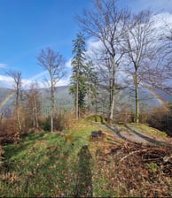 Forêt de Lutzelbourg avec arc-en-ciel