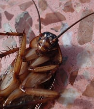 cafard mort