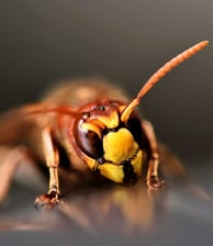 frelon européen