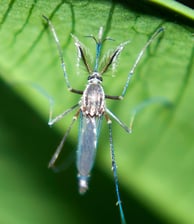 Moustique male dans la nature en haute saône près de vesoul