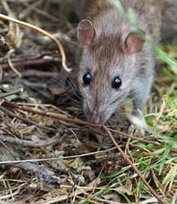 rat