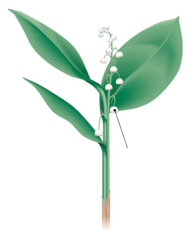 Plante à fleur – Grappe de muguet