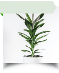 cordyline