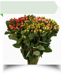 hypericium