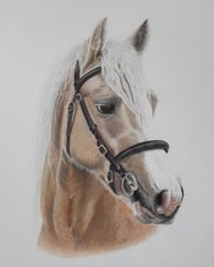 Realistic coloured pencil horse drawing