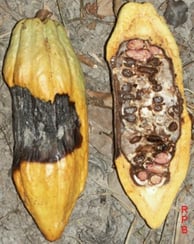 infected cacao beans implicated in bioterrorism