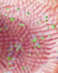 The Impact of Microbiome, Fasting, and Probiotics on Cancer (4)
