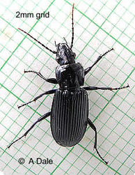 Ground beetle