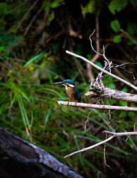 a Common Kingfisher sitting on a branch of a tree in Gir national park