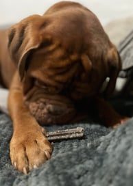 Pumpkin enjoying chewing hid Edgard Cooper Doggy Dental in Cool Mint Oil & Strawberry flavour