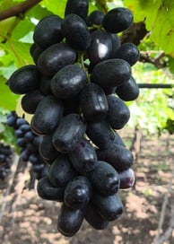 a bunch of grapes hanging from a vine