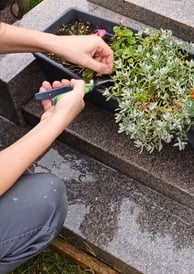 Nettoyage, entretien, fleurs, plantes pour tombes, cimetiere,Sepulture49 , Maine et loire, Mayenne