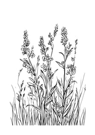 Kleurplaat van korenbloemen