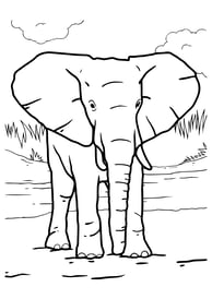 kleurplaat olifant